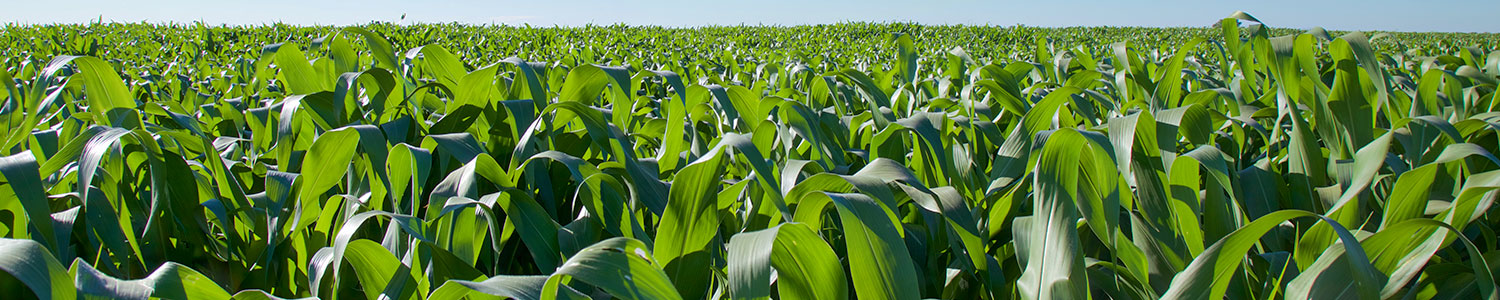 corn-banner